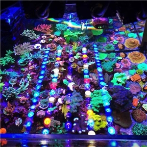ORPHEK OR3-120 Sky Blue LED Reef Light 