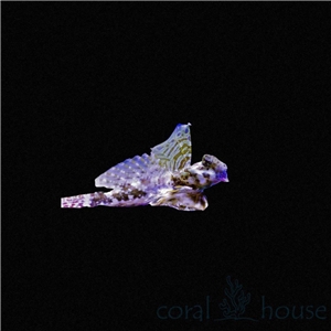 Synchiropus Ocellatus