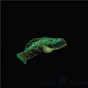 Synchiropus Picturatus