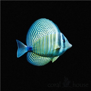 Zebrasoma Desjardinii