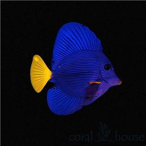 Zebrasoma xanthurus  S